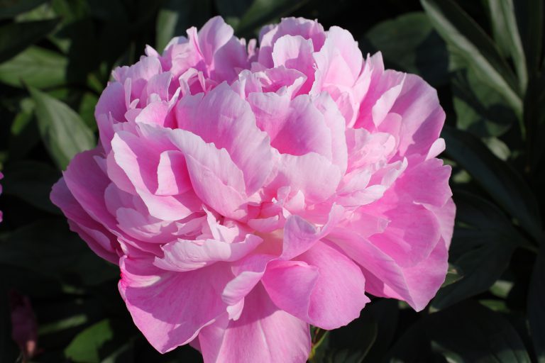 Paeonia Dr Alexander Fleming – Meiland B.V.